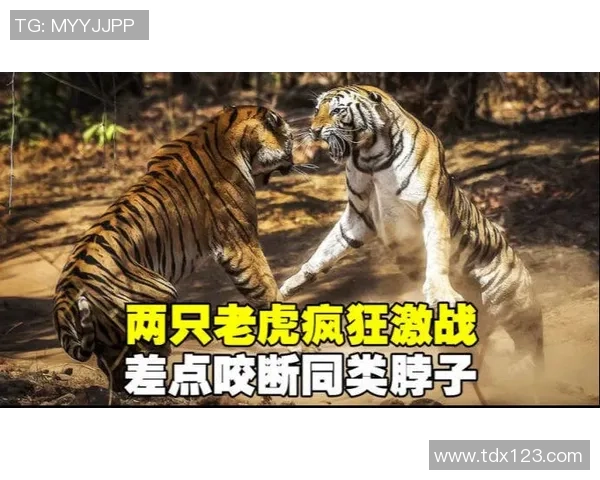 老虎竞技与圣胡安圣马激战正酣谁能在这场对决中笑到最后